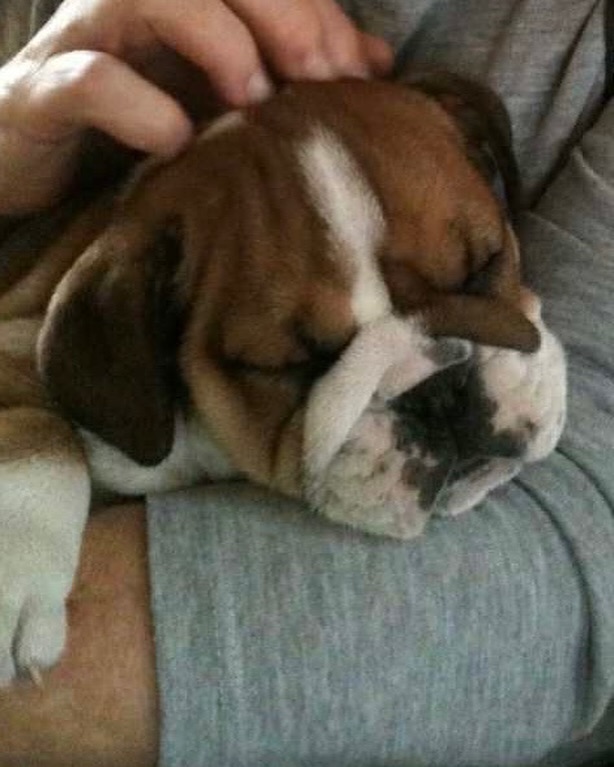 Roscoe: a trajetória do buldogue que foi melhor amigo de Lewis Hamilton. Conheça aqui 2 anonimostory.com Instagram lewishamilton 3732302025099857857 197503026