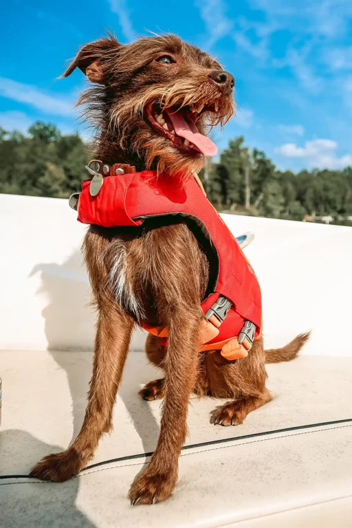 basitan2 worlds cutest rescue 005081325 861769f965214b1286bd93dca4d9619c