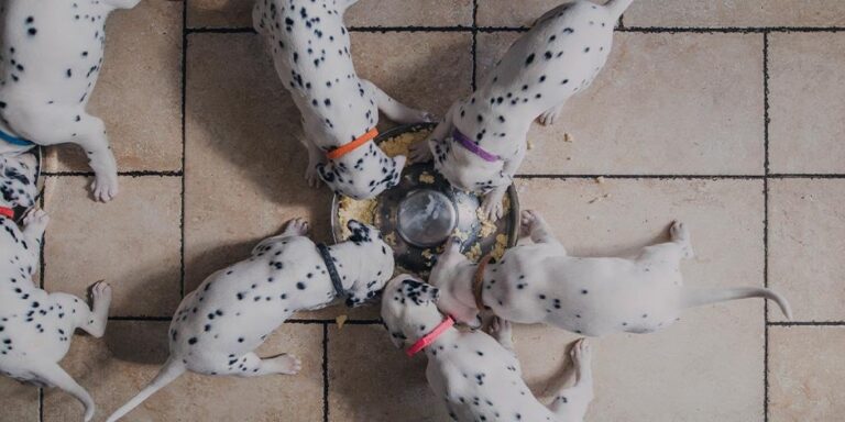 cachorro pode comer ovo dalmata 1