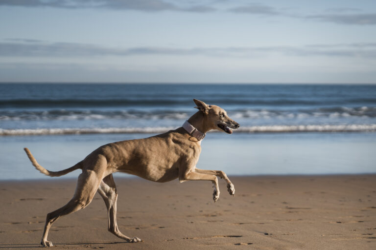 cao galgo correndo na praia 1