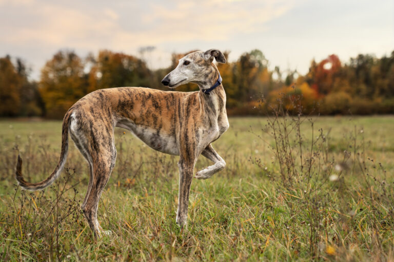Galgos resgatados de maus-tratos devem voltar aos exploradores. Entenda o que aconteceu 1 cao galgo curtindo sua caminhada