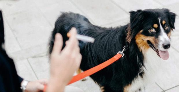 Pets expostos ao fumo passivo podem desenvolver sérios problemas respiratórios. Entenda aqui! 1 cigarro 1