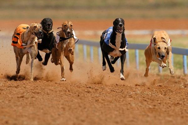 corrida galgo petlove 1