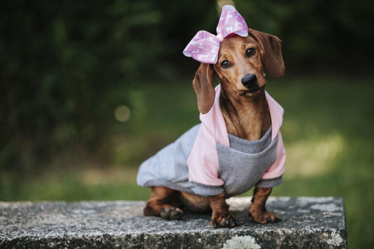 dachshund ana marrom weet vestindo um pulover estiloso e bandana rosa posando em um parque