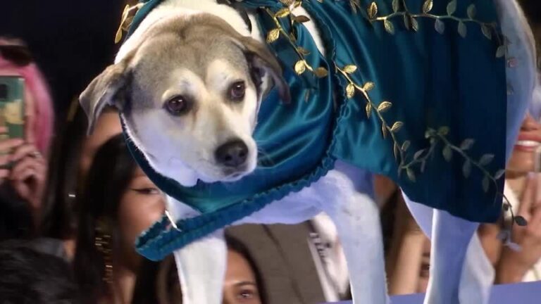 Semana de Moda de Nova York: Cães roubam a cena em desfile beneficente. Veja! 1 desfile cachorro ny fashion week