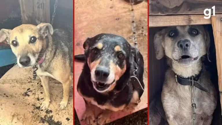 Ex-secretária de Canoas é investigada por suspeita de sacrificar cães resgatados após arrecadar doações via PIX. Leia aqui! 1 image 22
