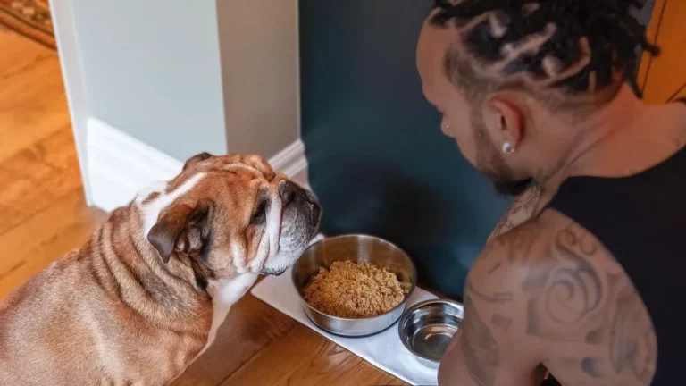lewis hamilton roscoe cachorro e1728393457611