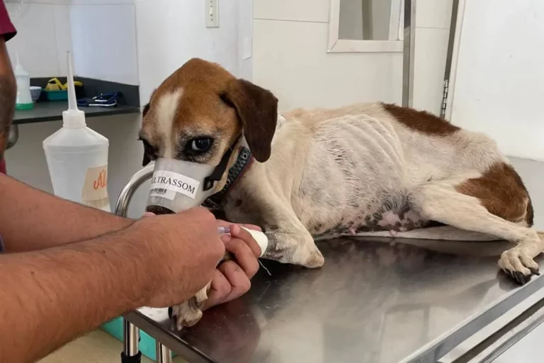 pcdf prende homem por deixar cadela a beira da morte em ceilandia 1 1