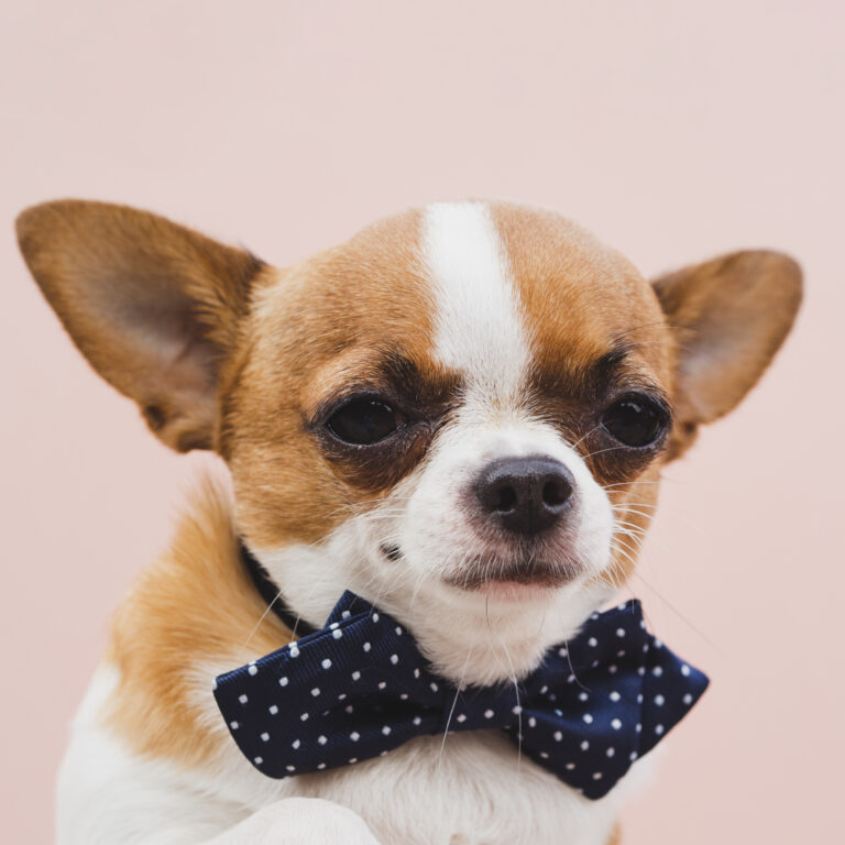 retrato de um cachorro chihuahua de bom menino