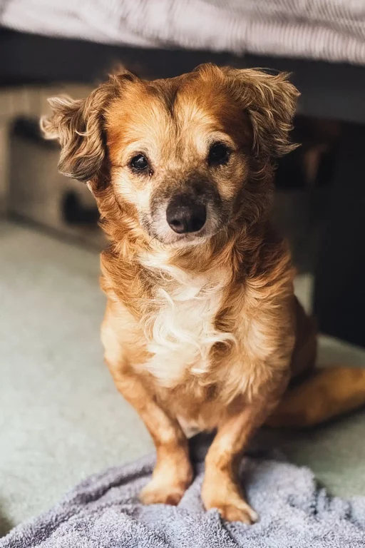 tiki1 worlds cutest rescue 007081325 cfc1f75e31ee47b7bd5f3ee7a7aec008 1