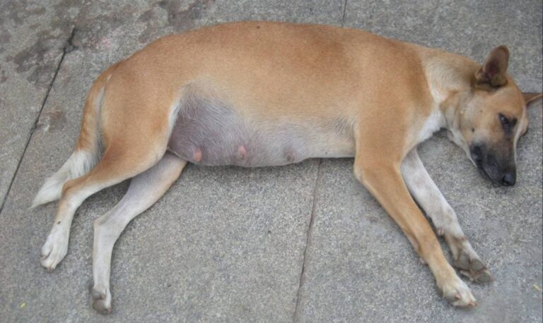 Você sabe o que é torção gástrica em cães? Venha entender tudo sobre a DVG e por que ela é tão perigosa 3 torcao de estomago 1
