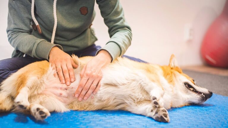 Você sabe o que é torção gástrica em cães? Venha entender tudo sobre a DVG e por que ela é tão perigosa 4 torcao de estomago em caes