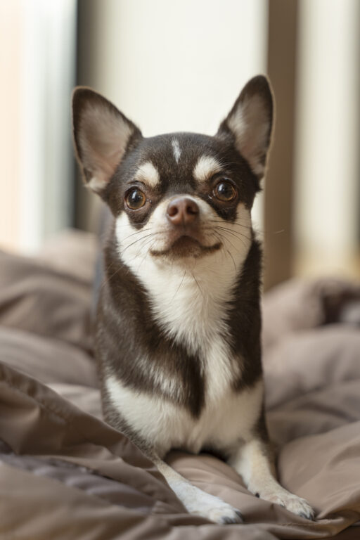 vista adoravel cachorro chihuahua em casa 1