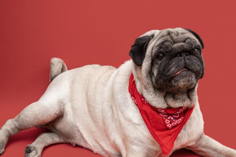 vista lateral de adoravel pug com bandana