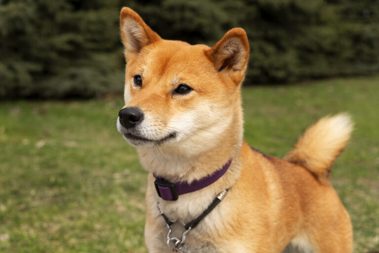 Pet shop é condenado a indenizar família em R$ 18 mil após vender filhote de cachorro com doença fatal. Veja! 2 vista lateral lindo cachorro shiba inu