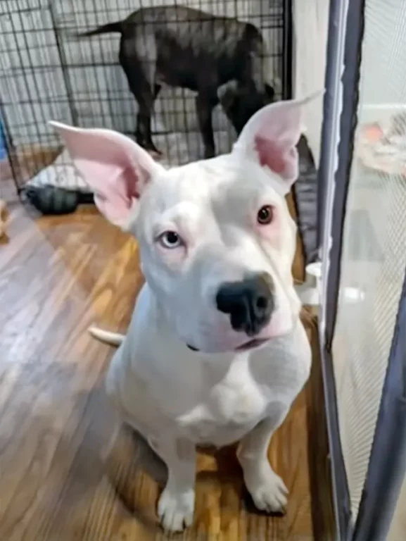 2025 08 27 dog deaths boarding facility Hero