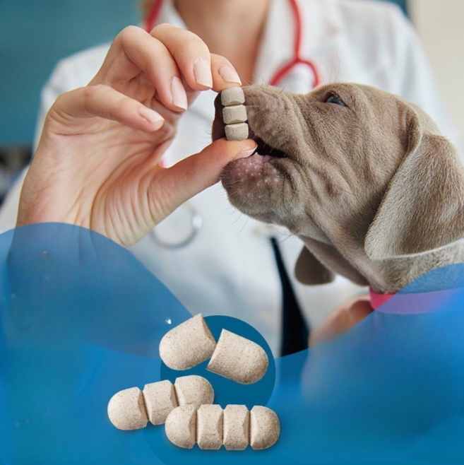 O que você precisa saber antes de dar qualquer comprimido ao seu cão. Veja aqui! 2 20251014 151031 0000 1