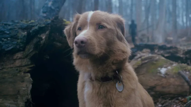 Conheça a história de Indy, o dog ator de "Bom menino". 1 689a224137a4d