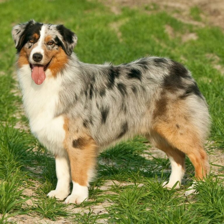 Australian Shepherd 2 e1641943485592