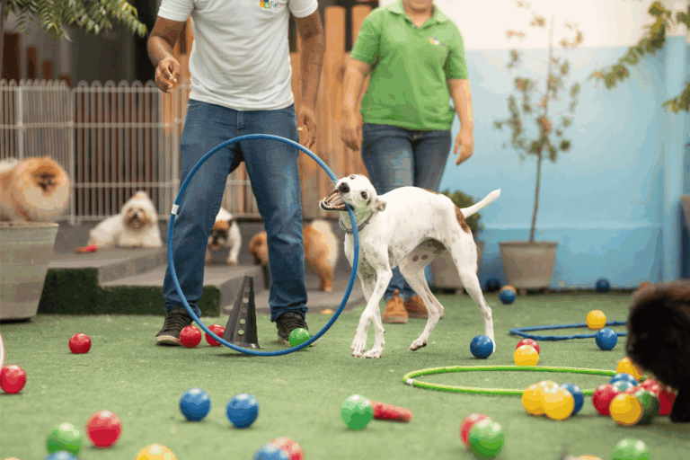 Como montar um hotel para cachorro