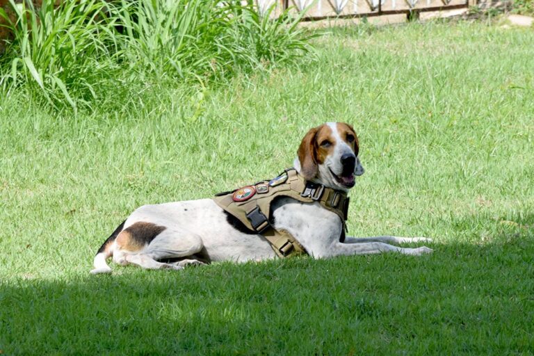 Orgulho nacional: cadela do Corpo de Bombeiro em Roraima conquista certificação inédita no país. Saiba mais aqui! 4 DSC 0275