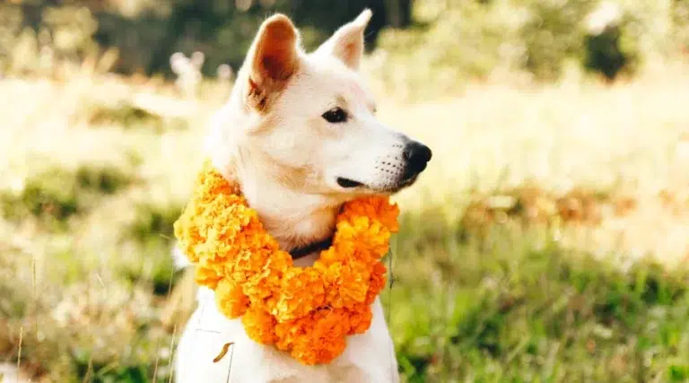 Dog with Garland