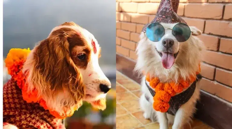Dogs Decorated During Dog Festival