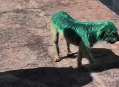 cachorro pintado de verde. Foto: G1