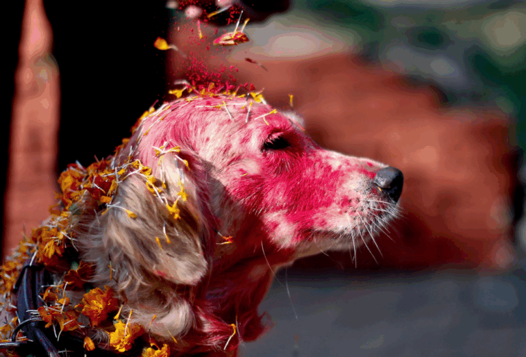 Kukur Tihar hindu cachorros festival 05 768x521 1