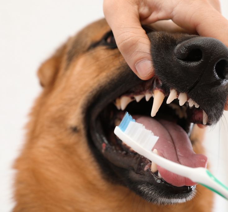 Odontologia veterinaria