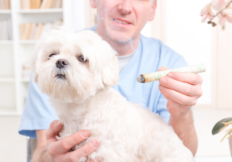 Medicina veterinária integrativa: você já ouviu falar? Veja aqui o futuro da profissão! 2 animatera medicina veterinaria terapia moxabustao2