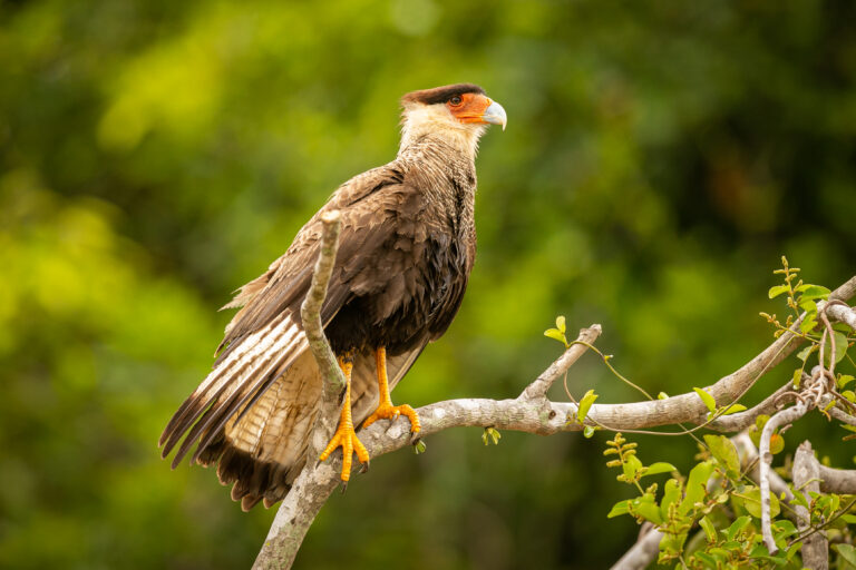 ave majestosa e colorida no habitat natural aves norte pantanal selvagem brasil vida selvagem brasileira cheia de selva verde natureza sul americana e deserto