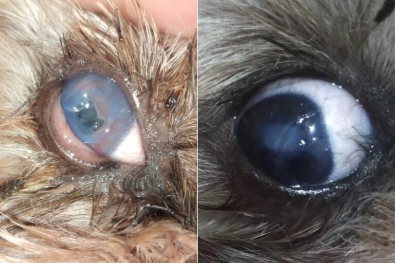 Cão volta a enxergar com lente de contato humana: conheça a técnica 2 cachorro voltou enxergar