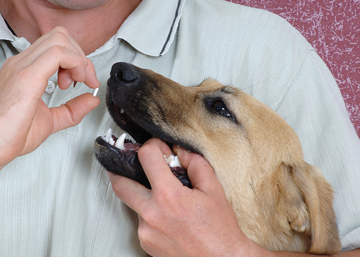 O que você precisa saber antes de dar qualquer comprimido ao seu cão. Veja aqui! 3 dica para dar remedio para caes coloque na garganta