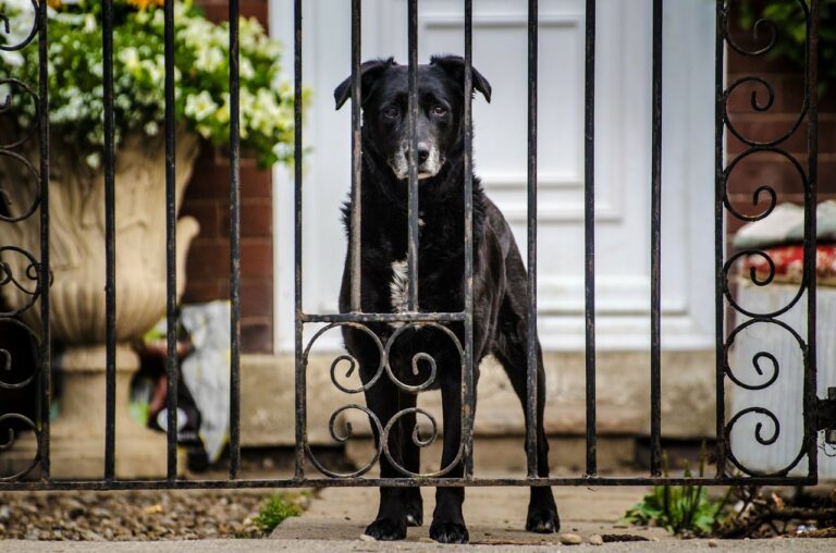 dog 219892 1280
