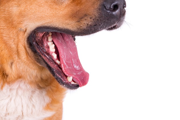 imagem aproximada da boca aberta de um cachorro em um fundo branco