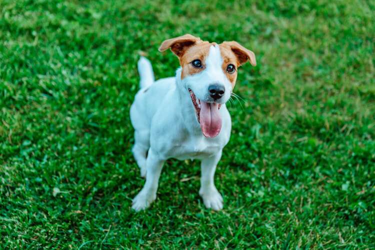 jack russell terrier sentado no gramado