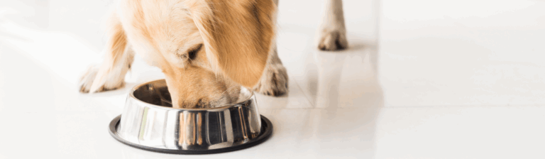 melhor sache para cachorro