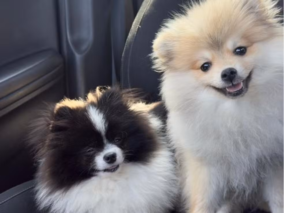 Cachorro furtado em mala rosa: casal recupera pets no Peru