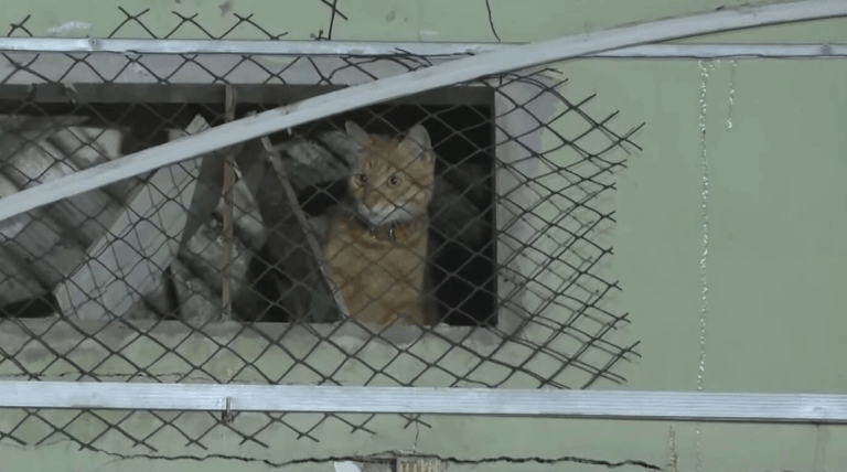 ne2 pgmhd frame 21990