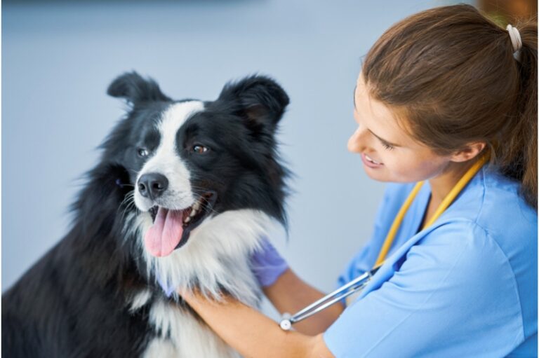 Medicina veterinária integrativa: você já ouviu falar? Veja aqui o futuro da profissão! 1 quando levar o cachorro ao veterinario1