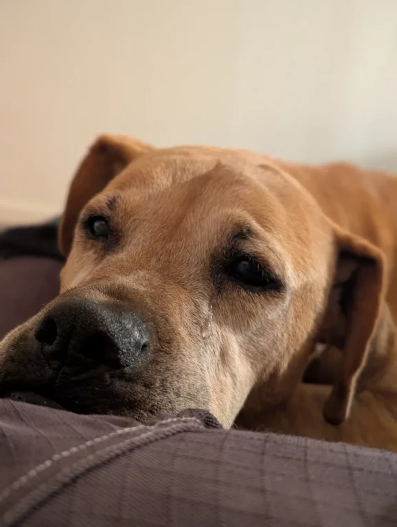 sandy dog3 101025 b9bdeefe13b248feb95f7689977a53ae