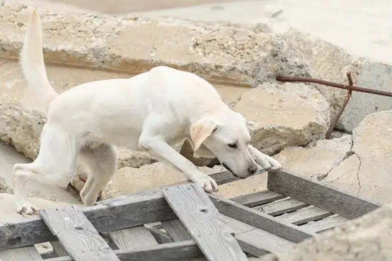 search and rescue dog 2 101025 6d36e7cf88b34628b2c0287480870db8