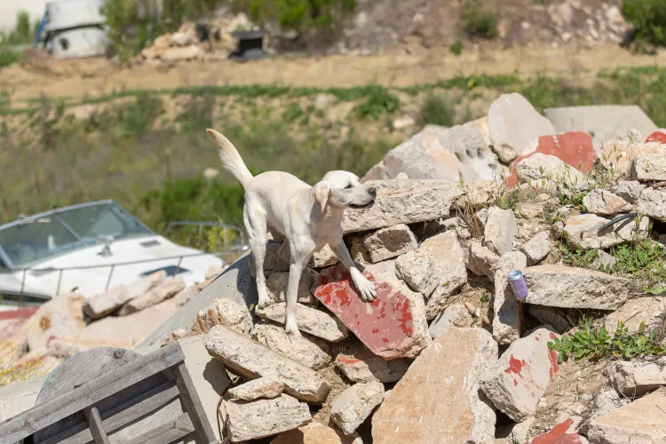 search and rescue dog 6 101025 126f5e814a8d43bfaea6691378fc14e7