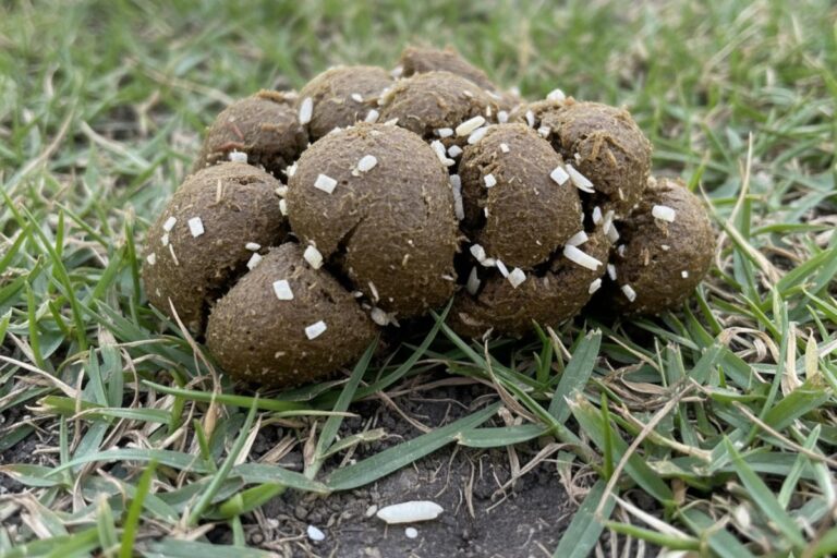 Tênia em cães: Veja aqui os sintomas e com perivinir esse parasita! 3 sintomas de tenia en perros 22547 3 orig