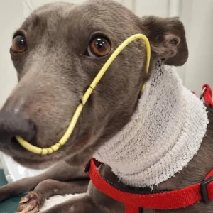 “Devastadora e imprevisível”: Conheça a doença fatal conhecida como Podridão do Alabama que está se espalhando pelo Reino Unido