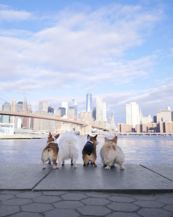Nova York investe US$ 10 milhões para melhorar abrigos e reforçar o bem-estar animal. Veja o projeto! 2 brooklyn nyc skyline pav maxine 600x750 1