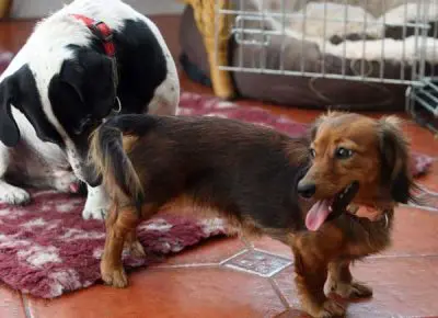 Existe pílula do dia seguinte para cadelas? Descubra a verdade 1 cadela no cio 3 400x290 1