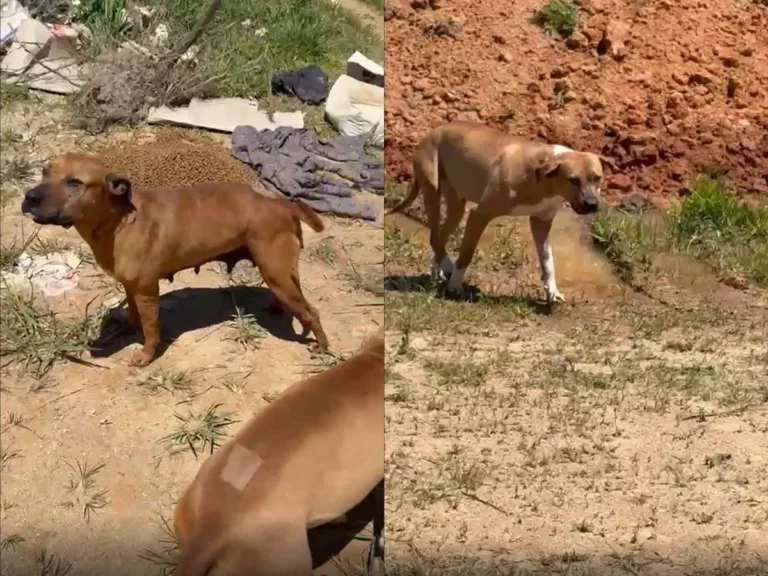 Pitbulls vítimas de maus-tratos voltam a ser abandonados e situação provoca nova ocorrência em SC. Veja aqui. 2 caes resgatados em garopaba por maus tratos acabam abandonados em imarui apos retorno ao local onde sofreram abusos.jpg