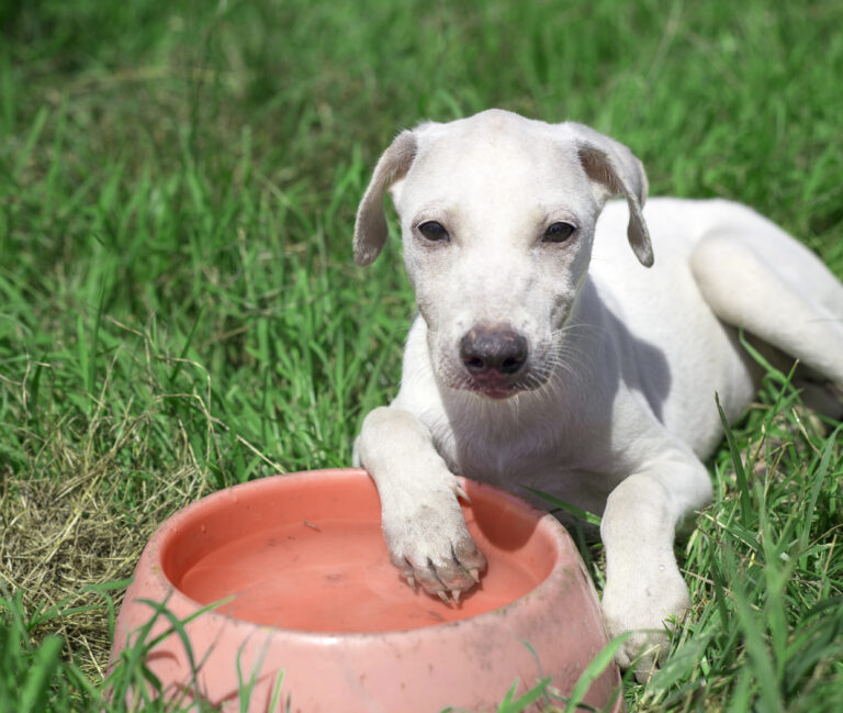 Lei prevê instalação de bebedouros para animais no Rio de Janeiro. Entenda a lei e seus desafios 1 cao animal raca mamifero ao ar livre animal de estimacao canino